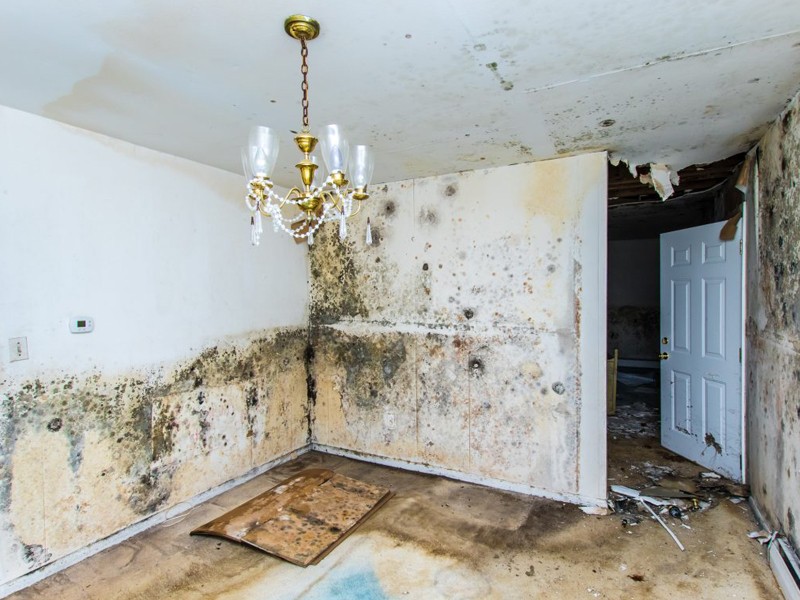 Mold Removal Near Me The Woodlands TX